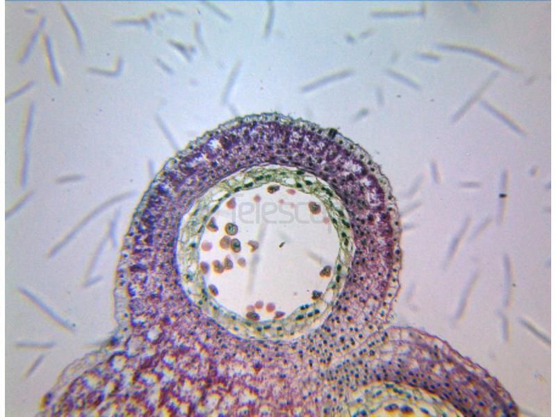 Адаптер линзовый ToupTek AMA050 0.50X