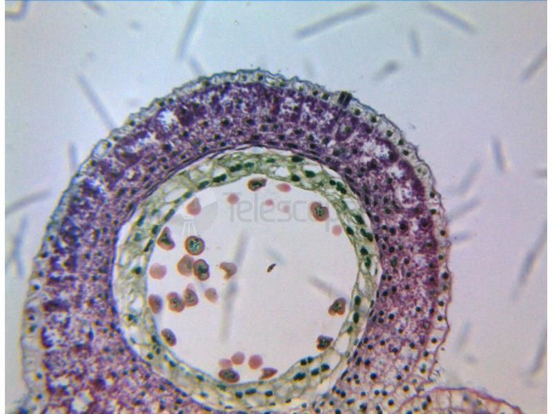 Адаптер линзовый ToupTek AMA050 0.50X