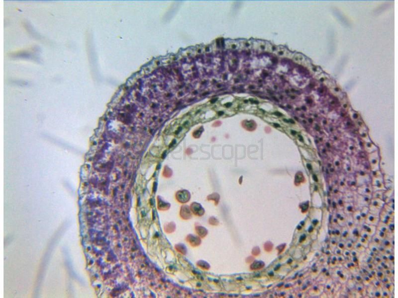 Адаптер линзовый ToupTek AMA075 0.75X