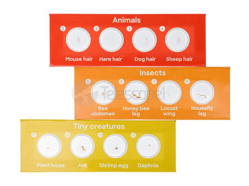 Набор микропрепаратов Discovery «Фауна», 12 шт