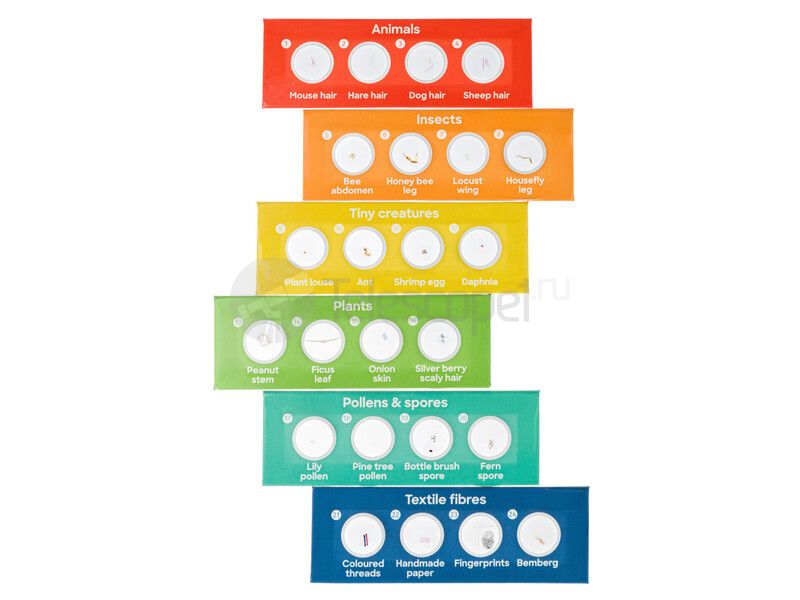 Набор микропрепаратов Discovery «Флора и фауна», 24 шт Набор микропрепаратов Discovery «Флора и фауна», 24 шт