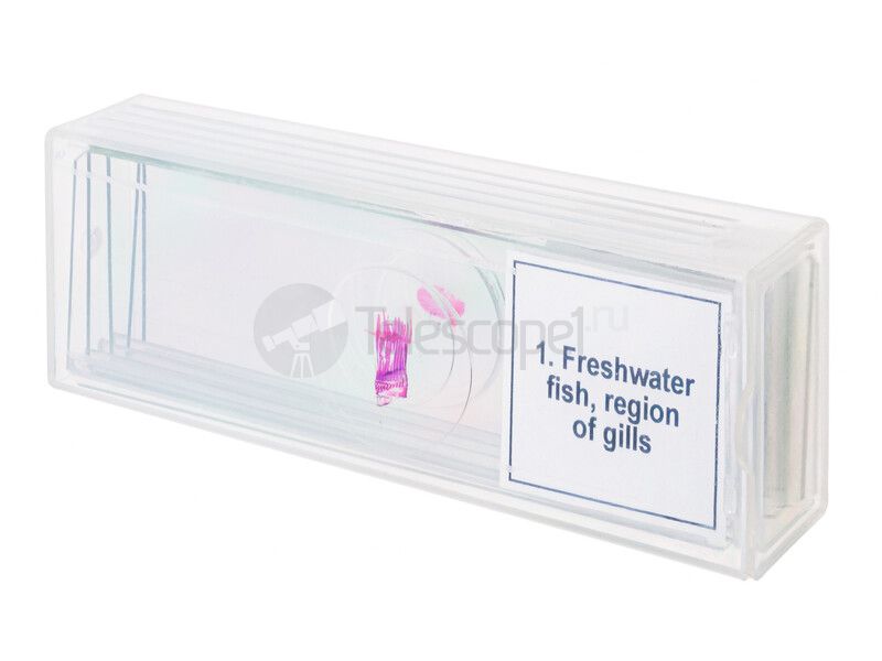 Набор микропрепаратов Discovery Prof DPS 5. «Амфибия» Набор микропрепаратов Discovery Prof DPS 5. «Амфибия»