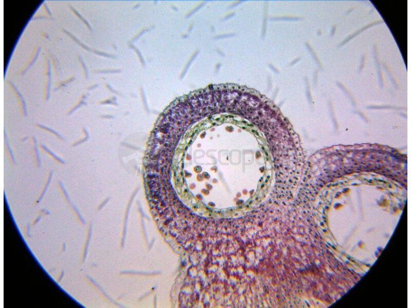 Адаптер линзовый ToupTek AMA037 0.37X