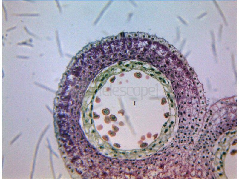 Адаптер линзовый ToupTek AMA037 0.37X