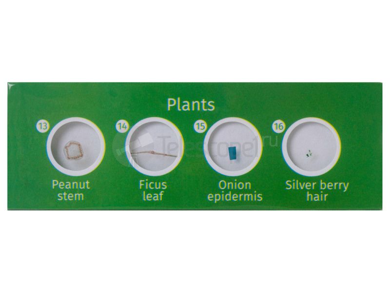 Набор микропрепаратов Levenhuk LabZZ P12 (растения) Набор микропрепаратов Levenhuk LabZZ P12 (растения)