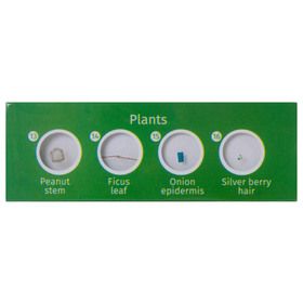 Набор микропрепаратов Levenhuk LabZZ P12 (растения)